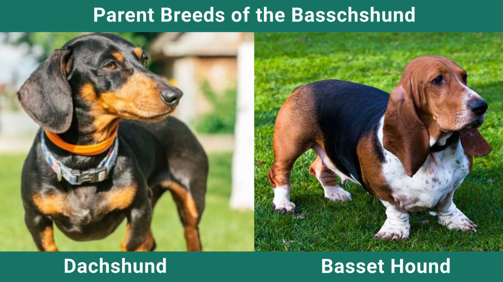 Parent of Basschshund Dog Breed